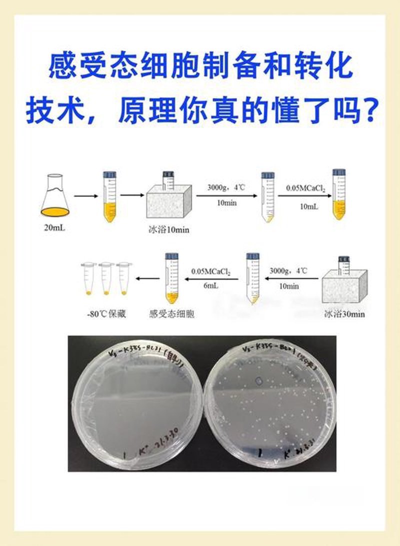 免疫细胞治疗：新时代的医疗革新