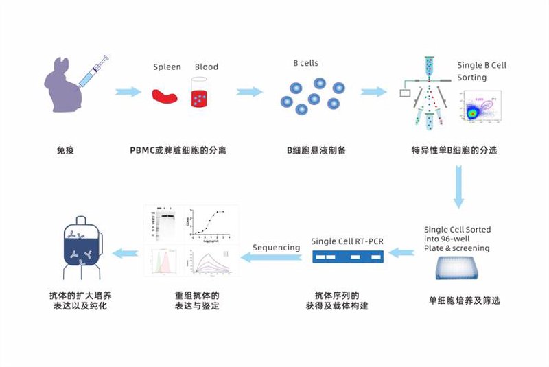 免疫细胞治疗：引领未来医学新高地